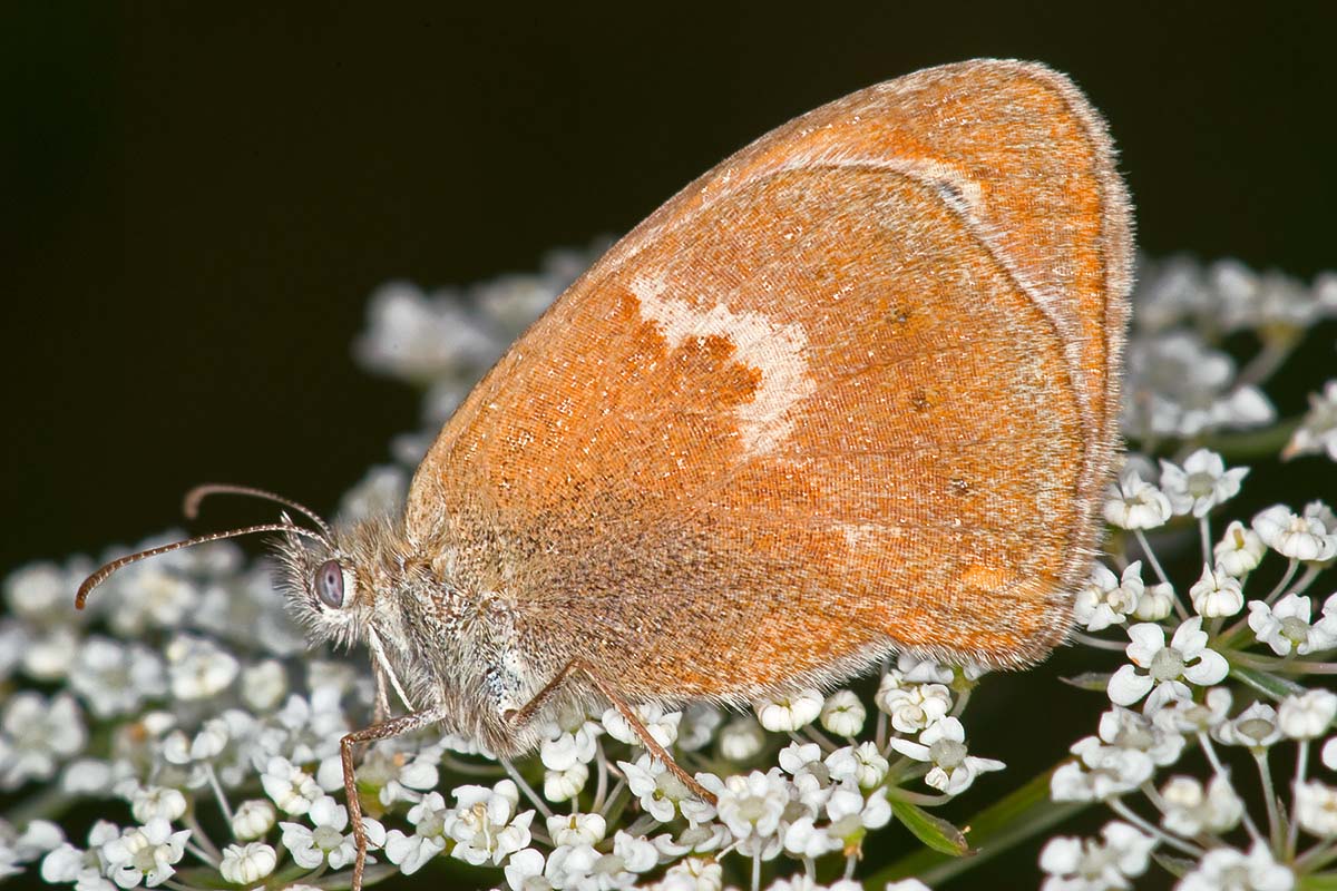 coenonympha pamphilius?